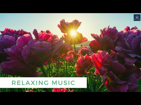 Relaxing music || Pleasant music || Work relaxing music|| Mind relaxing music