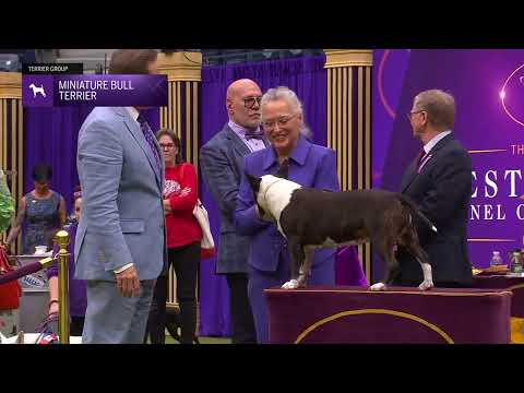 Miniature Bull Terriers | Breed Judging 2024