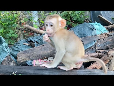 Cute Baby Boy To Playing Outside Look Is Very Happy