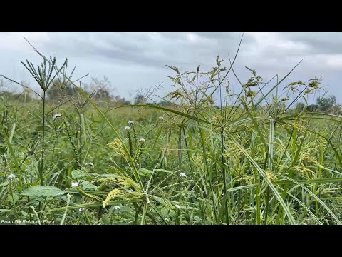 분위기있는 아침을 위한 힐링음악🌲하루10분 만병을 치료 해주는 힐링 명상 기치료 음악 및 영상 - 아침음악, 힐링음악, 명상음악, 스트레스해소음악