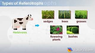 What is a heterotroph | Definition & Examples