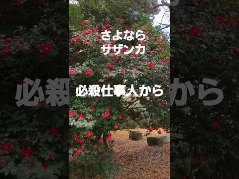 さよならさざんか(藤田絵美子)必殺仕事人から #music #song  #さざんか #サザンカ #flowers #osaka #jpop #winter #山茶花 #山田池公園  枚方市大阪府