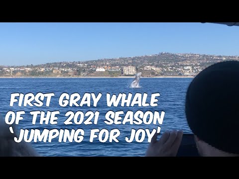 First Gray Whale of 2021 Season 'Jumps for Joy' | Dana Point, CA