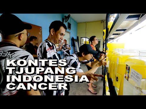 KONTES CUPANG INDONESIA CANCER  PENILAIAN KTI