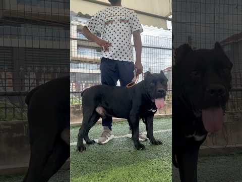 Lovely Cane Corso #dog #shorts #canecorso