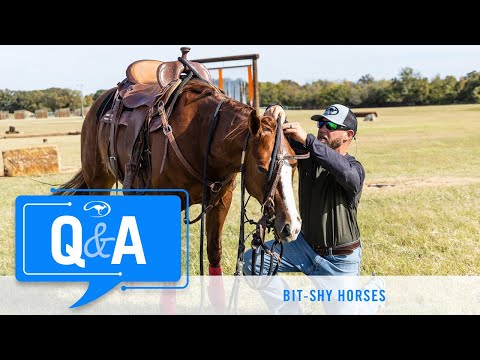 Working With a Bit-Shy Horse - Q&A