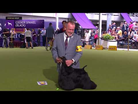 Spaniels (Cocker) Black | Breed Judging 2024