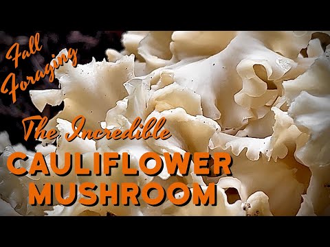 Cauliflower Mushroom (Sparassis radicata) - Wild Mushroom Hunting in the Forest of the PNW