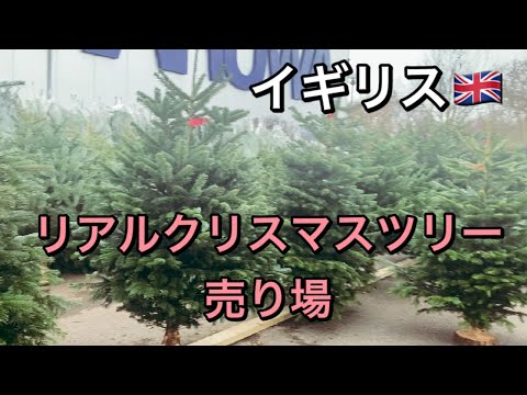 【海外生活】イギリスのモミの木売り場！リアルクリスマスツリーを買いに行く