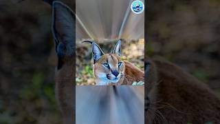 Wild Caracal,#animal,#animallover,#nature,#naturelovers,#wildlife,#wildlifelovers,#wildcats