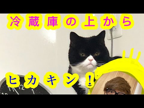 ヒカキンのYouTubeを冷蔵庫上から観ながら毛繕いをするぶさかわ猫