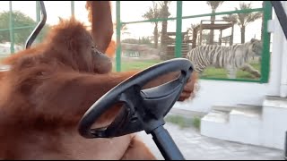 Driving to the banana store