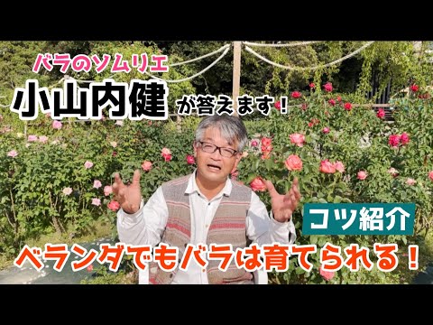 【園芸】「タネのタキイ×小山内健」ベランダでもバラは育つ！ベランダ栽培のポイントは？