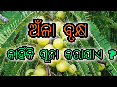 10November 2024ଅଁଳା ନବମୀର ସରଳ ପୂଜା ବିଧି ||  || ଅଁଳା ନବମୀ ୨୦୨୪ ||#amlanavami​ #amlanavamipuja