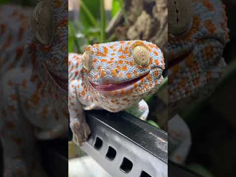 TOKAY GECKO JUMP SCARE! TIKI ASMR #shorts