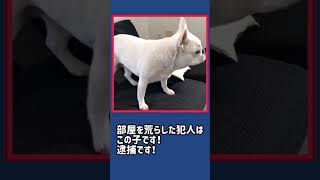 きいちゃんの珍行動🐶また悪さしています（笑）【フレンチブルドッグ】