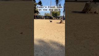 Taking our puppy to the dog park for the first time #puppylife #doglife #dogpark #dog #dogdad