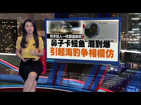 夏威夷僧海豹的鼻子叼着鳗鱼   原因让人超傻眼! ｜新闻报报看 10/01/2025