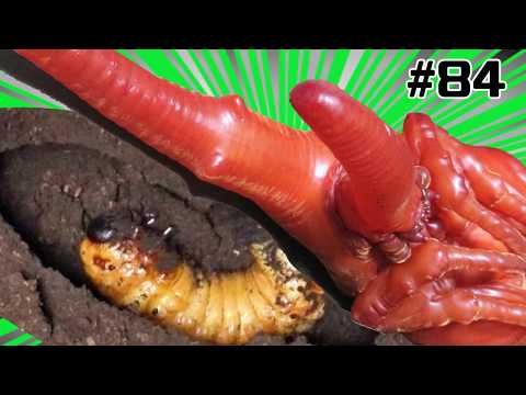 [# 84] The larvae that are hungry are terrible !! [Hercules beetle breeding diary] Dynastes hercules