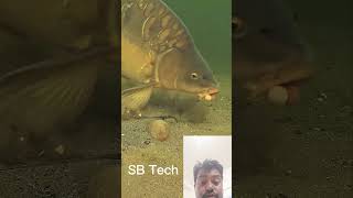 Clever fish.beautiful fish. #SBTech #fishing #video #viralvideos #viraltiktok #tiktok