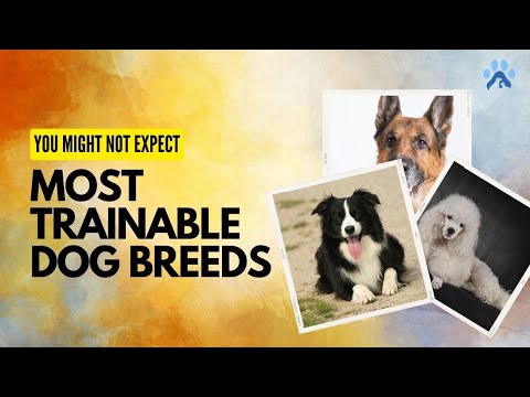 Top 3 Most Trainable Dog Breeds You Might Not Expect | Pets Guide