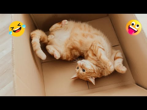 Funniest Animals 😄 New Cats and Dogs Videos Compilation 🐕🐱 #FunnyAnimals #CatsAndDogs #animals