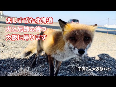 【子供7人大家族パパ】人になれ過ぎのキツネ 美味すぎる海鮮丼 犬達との再会