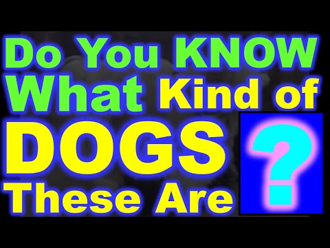 Do You Know What Kind of Dogs These Are?