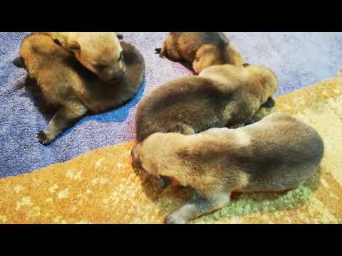 Czechoslovakian Wolfdog "Vanya Lupi del Montale" 1 Week Old Puppies