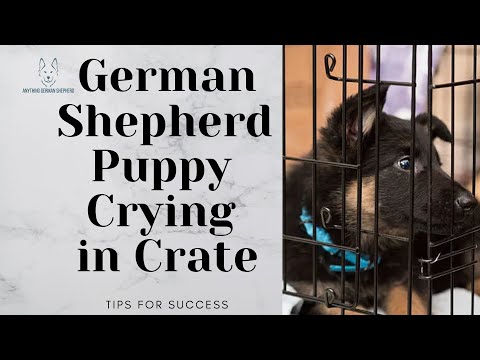 German Shepherd Puppy Crying in Crate (Tips For Success)