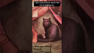 The cat, though….. judgmental much?  #tarot #tarotcards #tarotdeck #taroteverydamnday #tarotreader