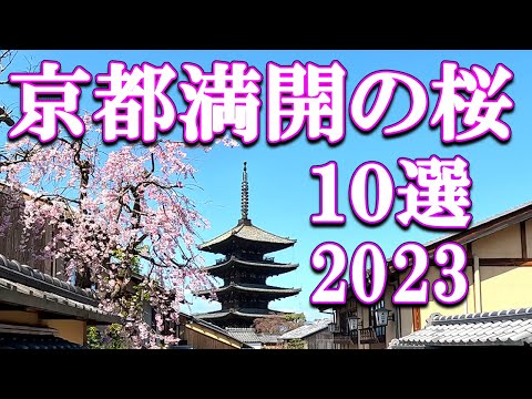 [10 cherry blossoms in full bloom in 4K Kyoto 2023] Early blooming cherry blossom spots