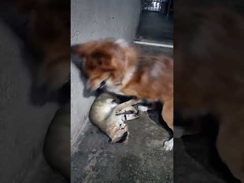 🐕 and 🐈 playing #doglover #view #cute #love #viralvideo