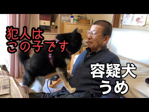 【黒柴・保護犬】犯人はこの子です