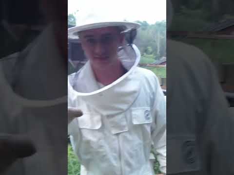 Can I Save My Bees??