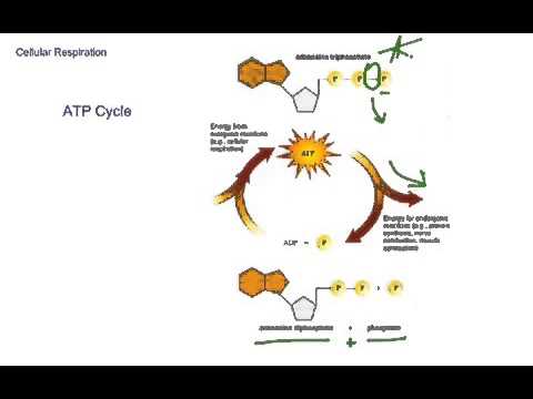 Cellular Respiration