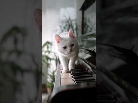 Musically Curious Cat