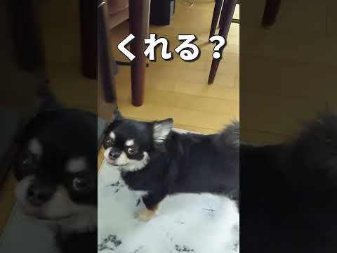 おやつここに入ってるのはわかってるんだよ！#shorts #チワワ #chihuahuas#犬のいる生活 #dog #犬 #funnydogs