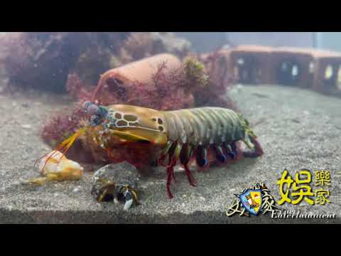 學長的 雀尾螳螂蝦 日常 Vlog 雀尾螳螂蝦🦐 皮皮蝦🦐 蝦蛄🦐Peacock Mantis shrimp 海地生物殺手 自帶慶記的殺手🥷#OriginMedia2030 #原創傳媒株式會社2030