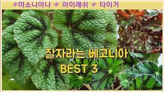 잘자라는 베고니아 BEST3 #마소니아나#아이래쉬#타이거