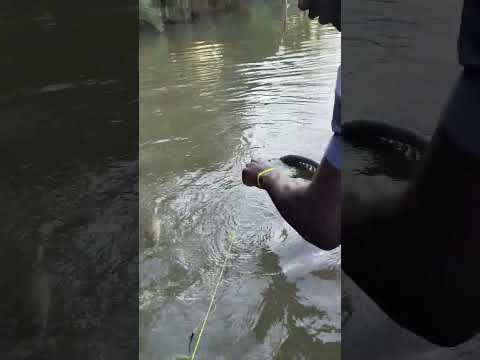 How to catch river fish 🐟 #punjabisong #qadeerabbas8221 #trendingshorts