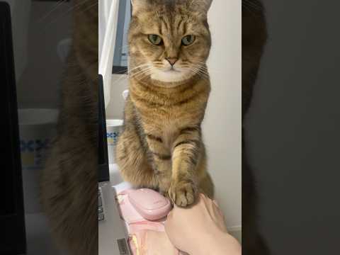 絶対に自分の方が上に🖐️を置きたい猫さん　#shorts