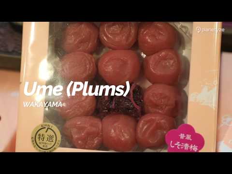 Ume (Plums), Wakayama | Japan Travel Guide