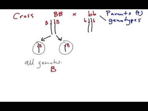 Monohybrid crosses