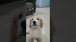 Does your puppy like play time ??? #GoldenRetriever #PuppyPlaytime #CuteDogs #DogLover #PuppyEnergy