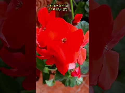 빨간색제라늄#힐링#행복#슈키의공방