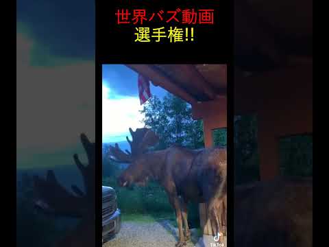 一度見たらハマる！動物たちの可愛いオモシロ瞬間　#バズり動画　　#動物ハプニング　#癒し系動物 　#ViralAnimals#CuteAnimalMoments #shorts