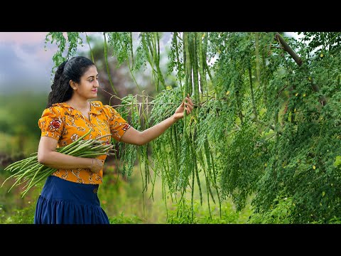 Moringa-Drumstick!|The divine food of nature|Contributed for many delicacies!|Poorna-The nature girl