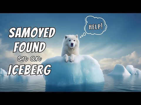 Samoyed Facts: Lost Dog Was Found on an Iceberg