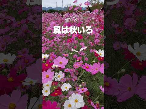 満開の秋桜から風は秋色(松田聖子)万博記念公園2024 #music #song #flowers #松田聖子 #万博記念公園 #autumn #cosmos #コキア #癒し